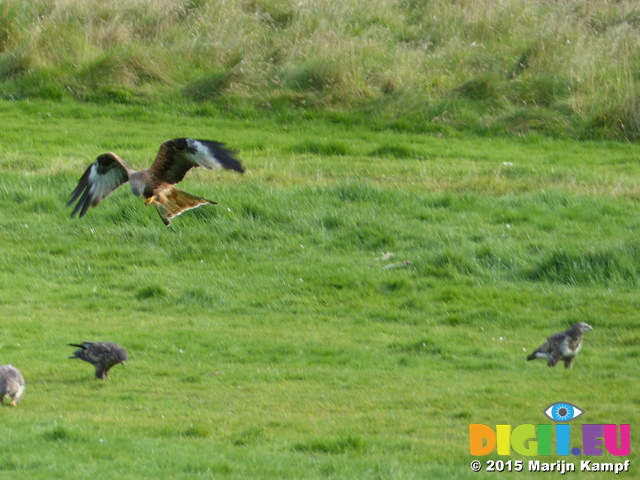 FZ022982 Red kite (Milvus milvus)